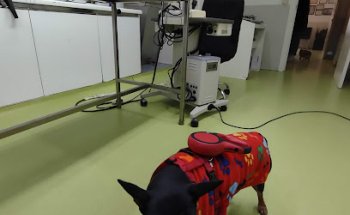 Centro Oftalmológico Veterinario