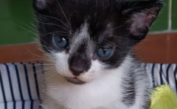 Clínica Veterinaria Puebla del Río