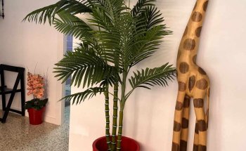 Centre dels Animals Arasa - Clínica i Acupuntura Veterinària