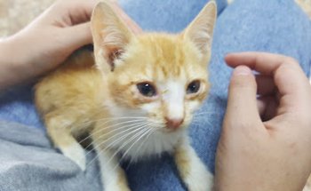 Clínica Veterinaria Vetsur - Ronda