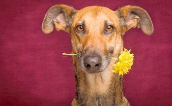 Clinica Veterinaria Bernesga