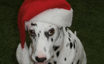 Centro Veterinario Las Galletas