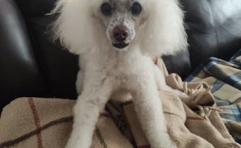 Clínica Veterinaria Mundocan