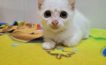 Centro veterinario Seseña