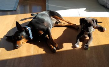 Centre Veterinari La Vall d'Uixó