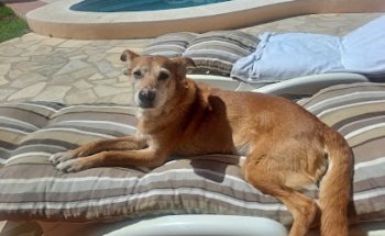 Clínica Veterinaria Atocha