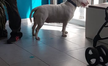 Medivet iVets Esparraguera