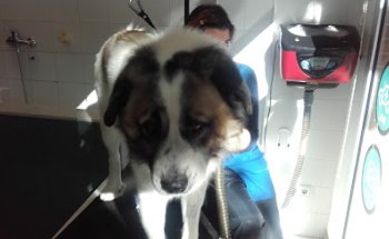 Clínica Veterinaria Manescal