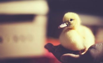 Clínica Veterinaria Alquerías