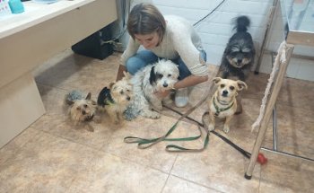 Vilavet clinica veterinaria Pedralba