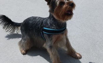 Hospital Veterinaria El Berrón