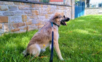 Veterinaria la Quintana