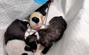 Centro veterinario Albéitar