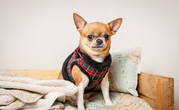 Clínica Veterinaria Salinas