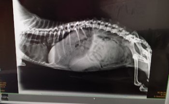 Clínica Veterinaria Garfield