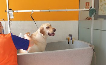 Clínica Veterinaria Nexo As Pontes