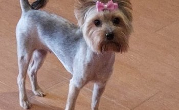 HAPPYPET Centro Veterinario - Peluqueria & Spa