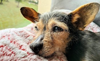 Centre Veterinari Muntanya