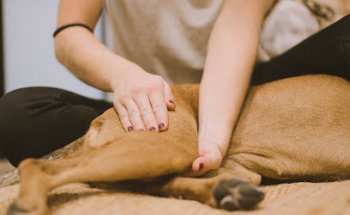 VIBRA Veterinaria - Centro de Rehabilitación y Fisiatría