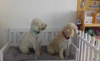 CENTRO VETERINARIO GARRAS