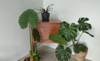 Centro Veterinario La Vega