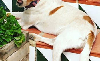 Vilavet Clínica Veterinaria