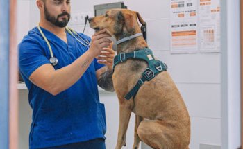 Centro Veterinario Mandor en L'Eliana