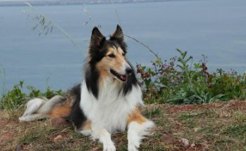 Clínica Veterinaria María Llaneza