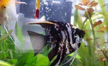 Clínica Veterinaria Ñeru