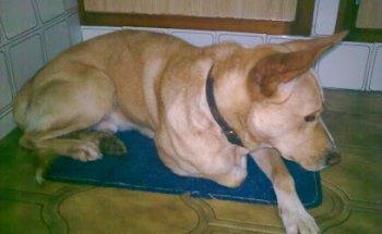 Clínica Veterinaria Martínez