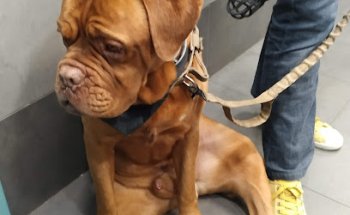 Clínica Veterinària Clivet