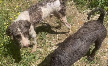 Clínica Veterinaria Axati