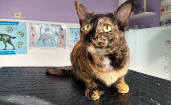 Clínica Veterinaria Portonovo