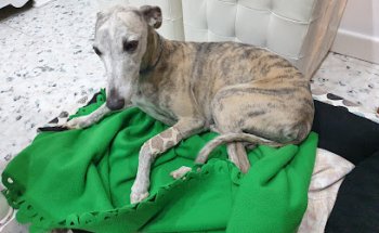 María Luz Balsera Paredes