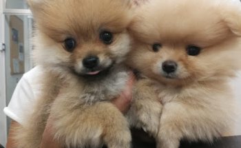 Veterinària Costitx