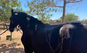 Clínica Calzada Veterinaria Y Rehabilitación