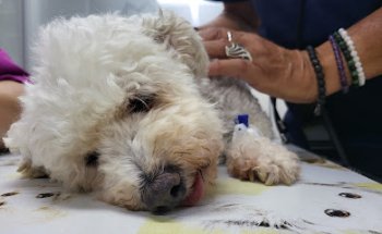 Clínica Veterinaria Dr. Gomis