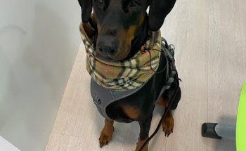 IVET Clínica Veterinaria Rios Rosas