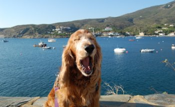 Centre Veterinari - Es cau d'en Pinxo #Cadaqués