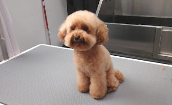 Consultori Veterinari Costa Brava