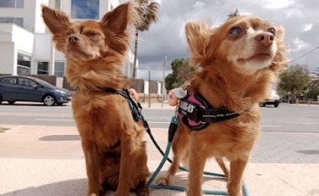 Clínica Veterinària Carme Reynés
