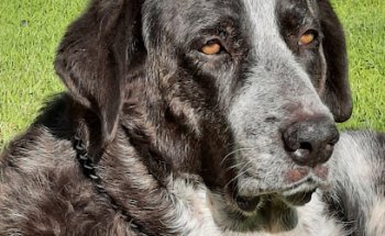 clínica veterinaria el sol