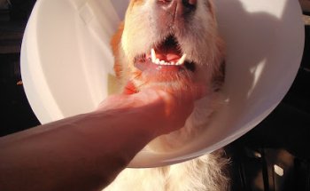 CENTRO VETERINARIO TRASMIERA