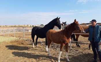 Centro de Reproducción Equina Pepe Antón