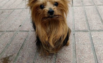 Clínica Veterinaria GriñonVet