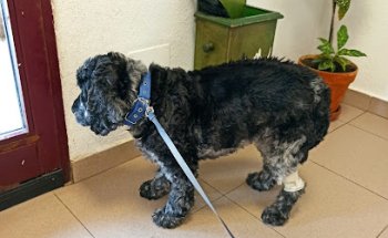 Clínica Veterinaria Becerril