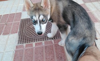 Clinica Veterinaria Huétor-Tájar