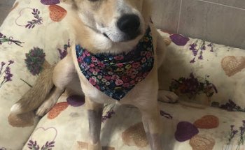 Hospital Veterinario Les Alfàbegues