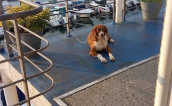 CLINICA VETERINARIA PEDREÑA