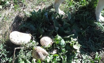 Consulta Veterinaria Pedro Gil de Bernabe Huerga